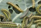 Cape Bridgewatergarden-pests-and-diseases-6.jpg; ?>